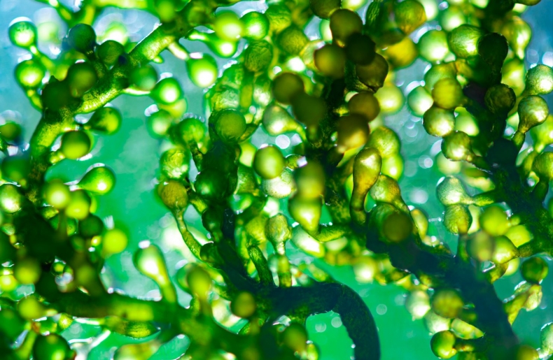 NexantECA - Algae’s potential as a sustainable feedstock/product